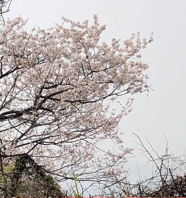 随阳天然植物园