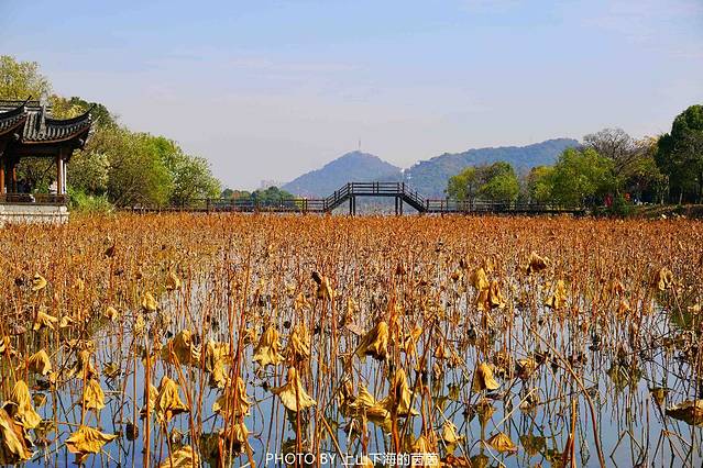 湘湖旅游度假区-荷花庄
