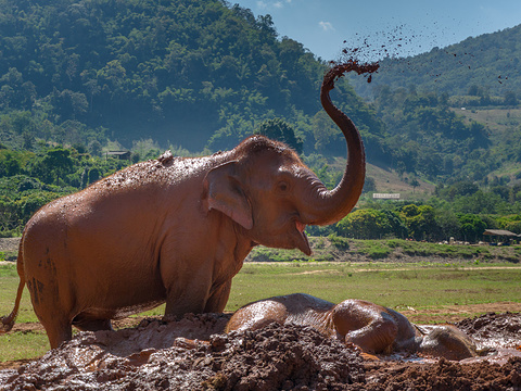 泰国大象自然保护公园旅游景点图片
