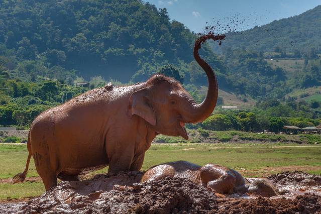 大象自然保护公园