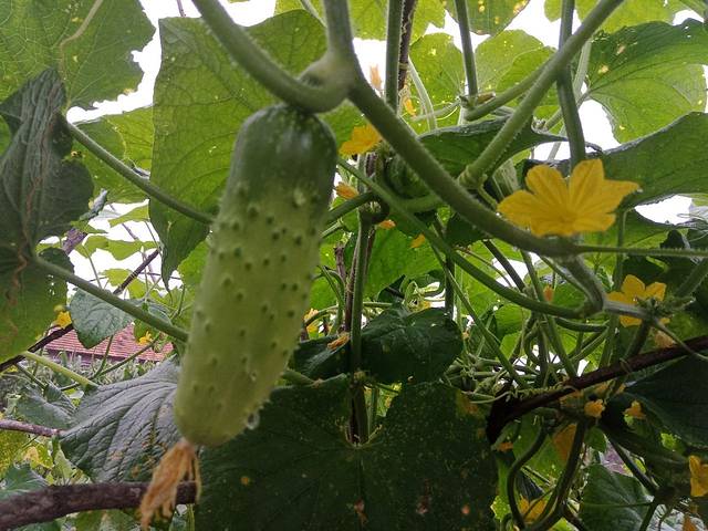 宽甸青山沟青山小镇农家院