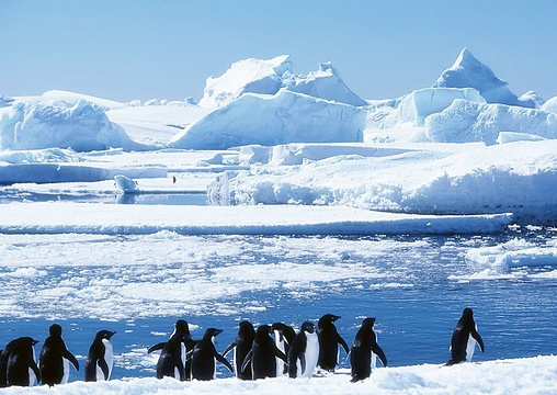 库佛维尔岛观察企鹅旅游景点图片
