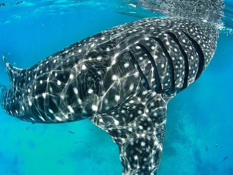 奥斯洛布鲸鲨观赏旅游景点图片