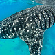 奥斯洛布鲸鲨观赏