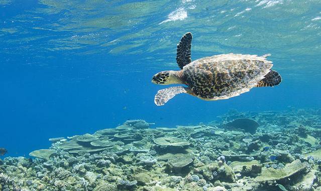 柏悦哈达哈岛浮潜