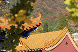 禅林寺古银杏风景园