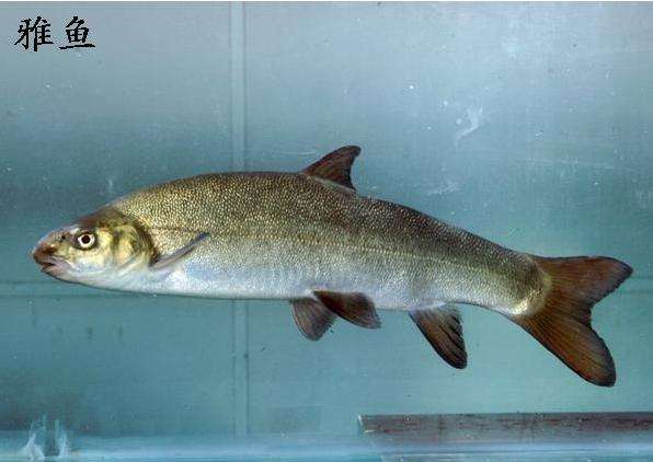 二滩打鱼匠(良康花园店)