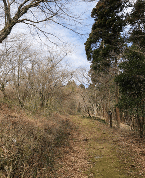 箱根安闲之森林的图片