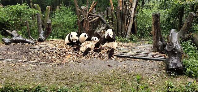 大熊猫月亮产房