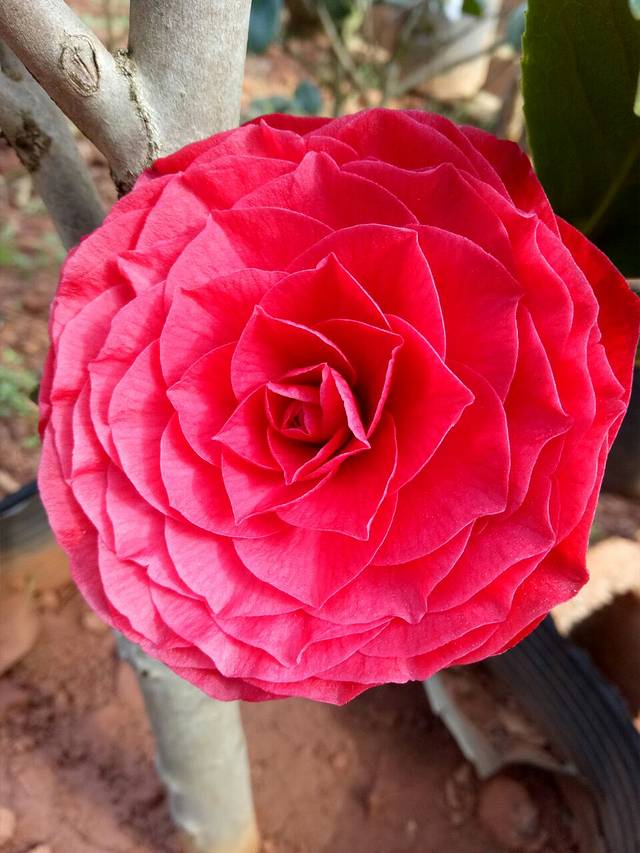 云南丰泽园植物园