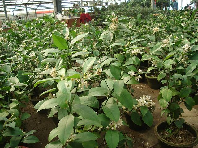 中国花卉博览园