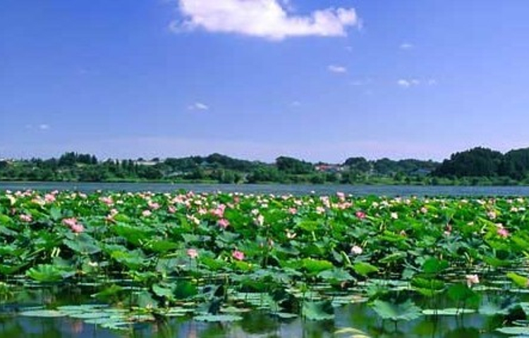 十里荷花