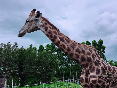 东莞香市动物园旅游景点图片