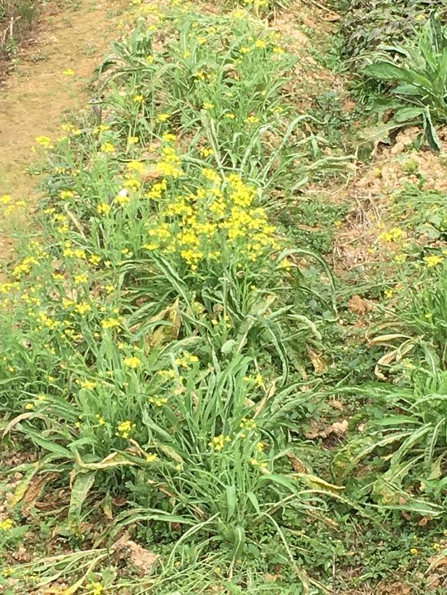 小厨河鲜农家菜