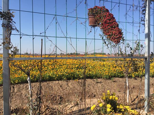 羊毛沟花海湿地