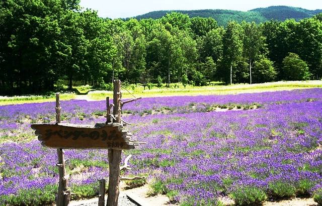 富良野高地薰衣草田