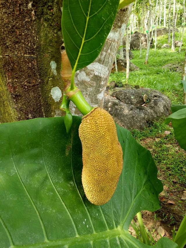 三亚热带雨林广场