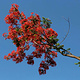 攀枝花亚热带植物标本园
