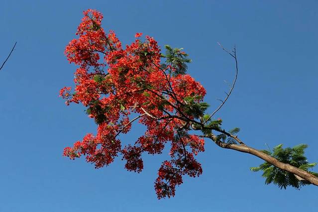 攀枝花亚热带植物标本园