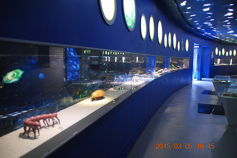 澄江动物化石群博物馆