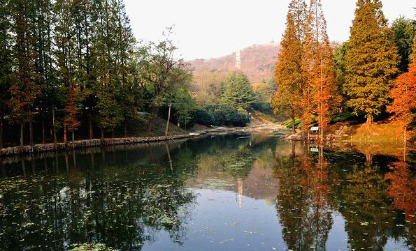 青岛市植物园旅游景点图片