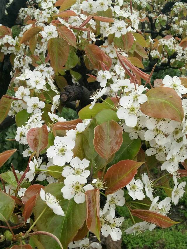 永川区黄瓜山乡村旅游区