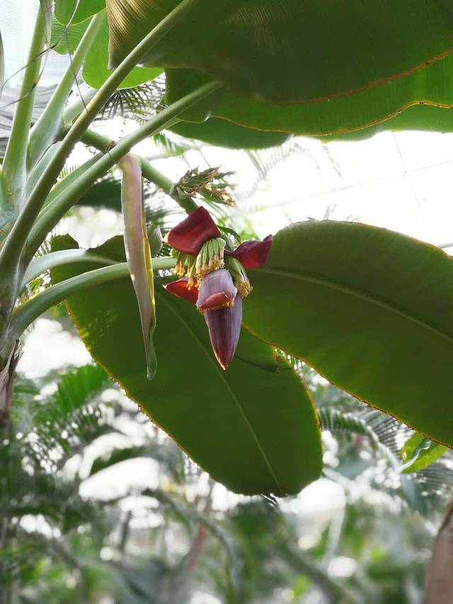 北京金隅凤山温泉度假村·凤鸣阁餐厅