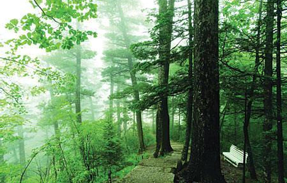 梅花山国家森林公园旅游景点图片