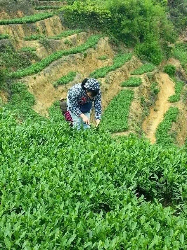 紫藤谷家庭农场