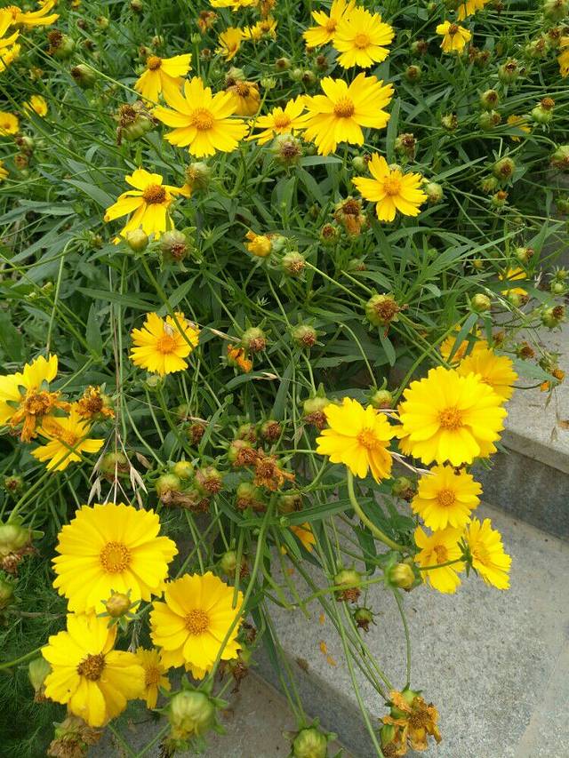 蔡家坡站