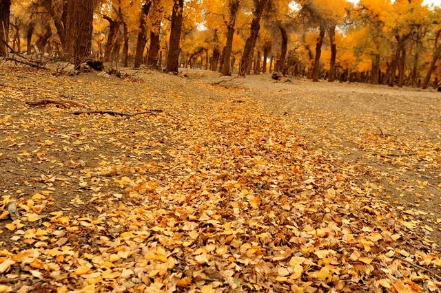 额济纳胡杨英雄影视城