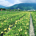 南路萱草花海