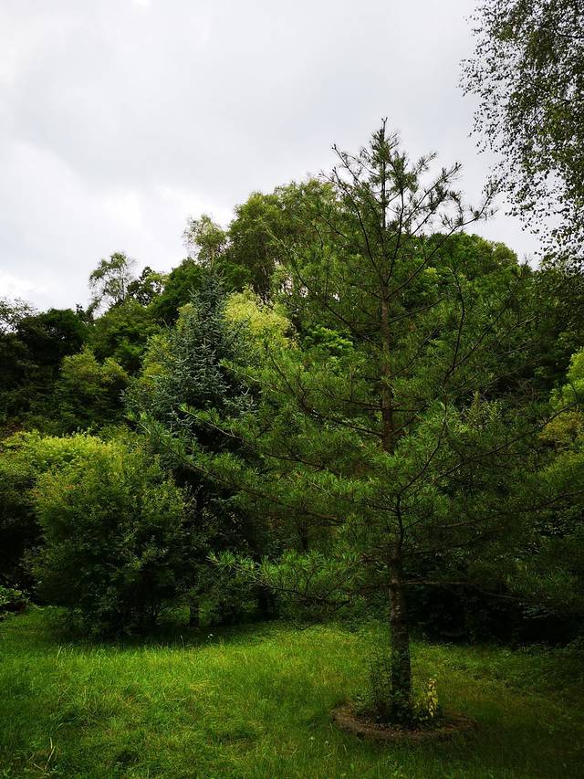 六盘山生态植物园