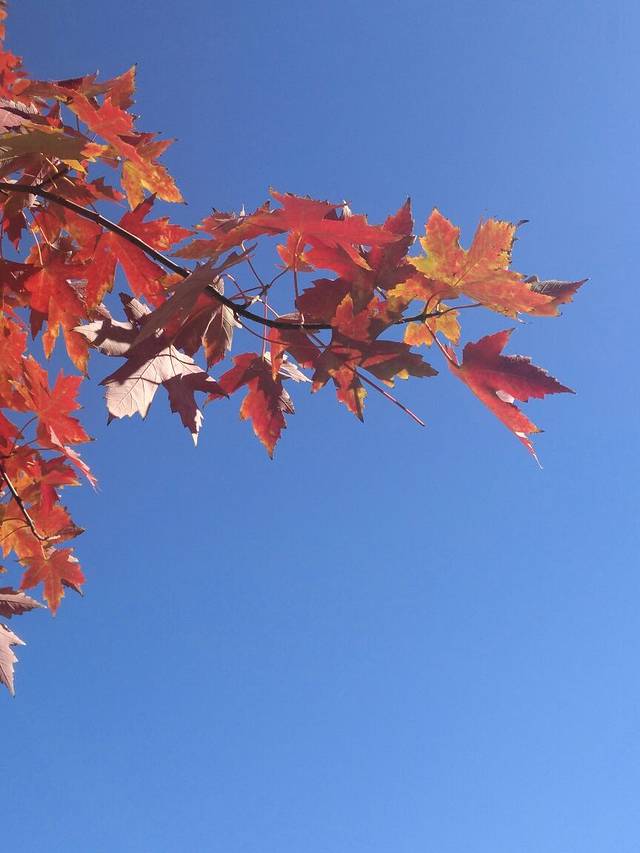 中国民族图书馆