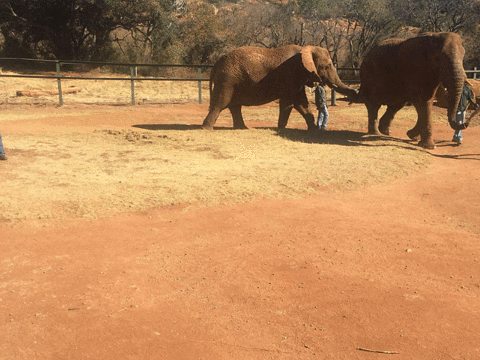 Elephant Sanctuary Hartbeesport Dam旅游景点图片