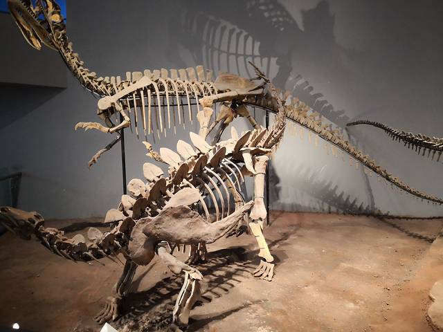 中国西部科学院