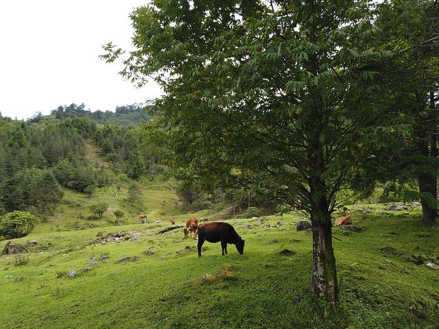 四川雅安神木垒景区汽车露营地