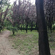 濮阳市植物园