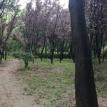 濮阳市植物园的图片