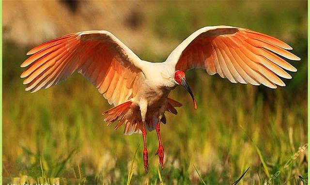 汉中洋县朱鹮自然保护区