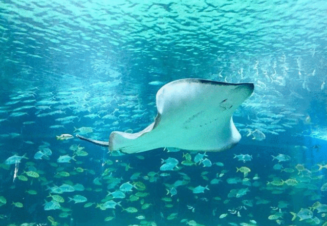 湘潭海昌海洋馆