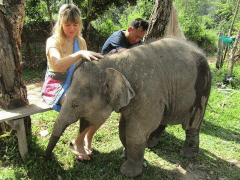 Blue Daily Elephant Care Sanctuary旅游景点图片