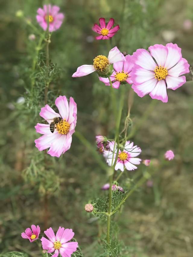 房山夕阳红公园