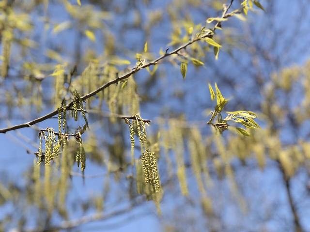 桑洲油菜花景区