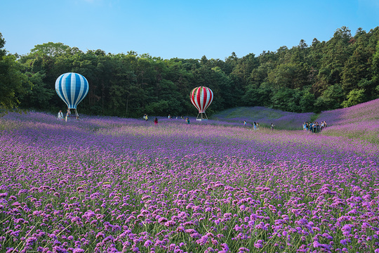 谷里薰衣草庄园旅游景点图片