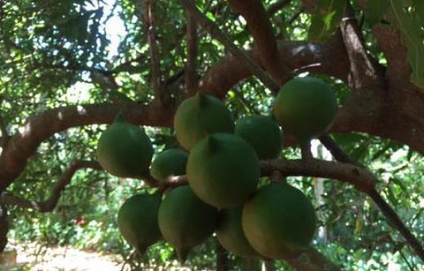 Purdy's Natural Macadamia Nut Farm