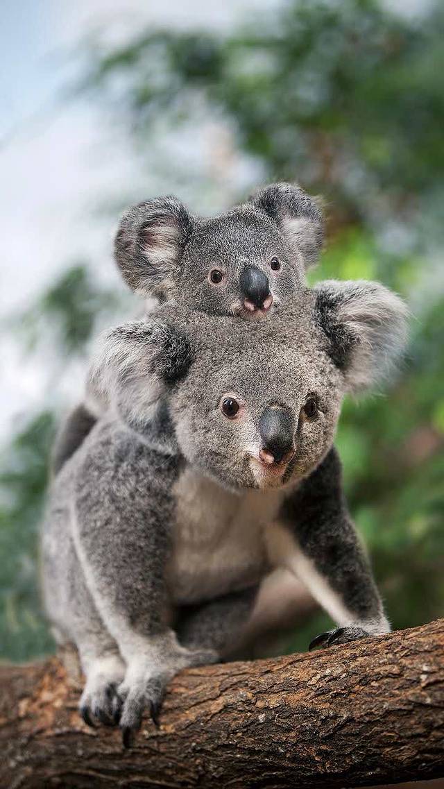 紫燕百味鸡(和平店)