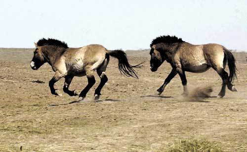 吉木萨尔县野马场