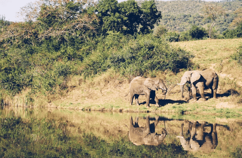 大象保护区