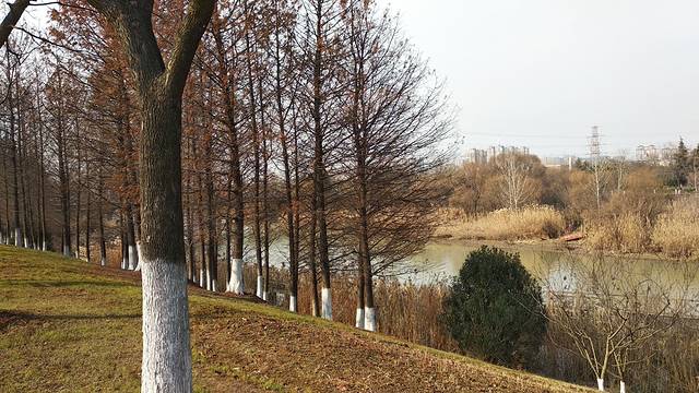 古黄河湿地公园